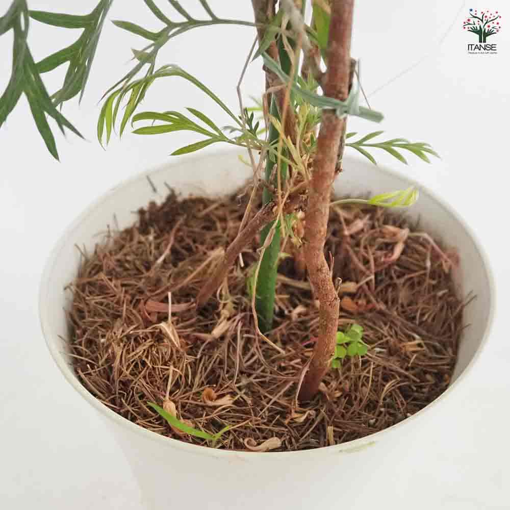 グレビレア ココナッツアイス 【花木苗 7号／1個売り】｜ 【植物の