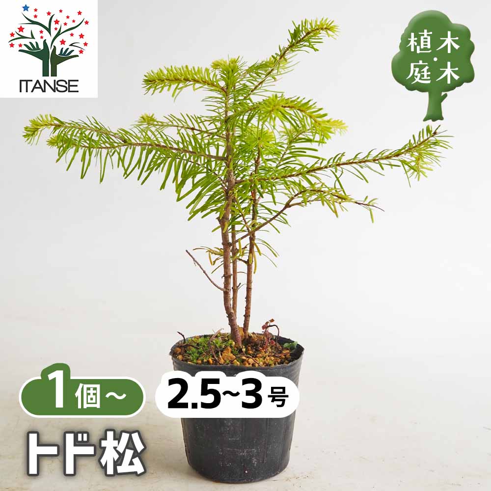 松 トド松 【庭木 2.5号】｜ 【植物のITANSE】全品送料無料・即出荷!