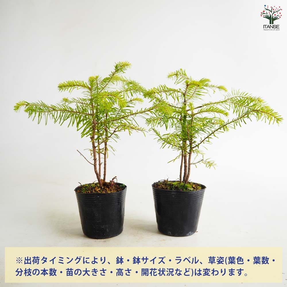 松 トド松 【庭木 2.5号】｜ 【植物のITANSE】全品送料無料・即出荷!
