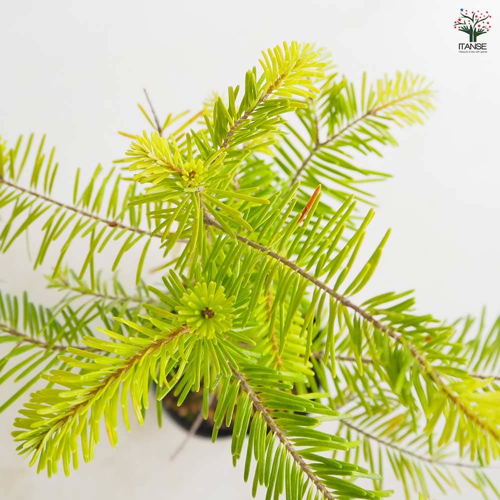 松 トド松 【庭木 2.5号】｜ 【植物のITANSE】全品送料無料・即出荷!