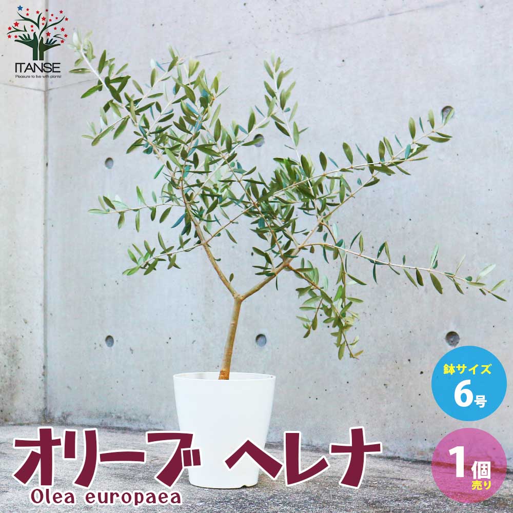 オリーブの苗木 品種：ヘレナ【果樹の苗木 6号白テーパード鉢 Mサイズ／1個売り】