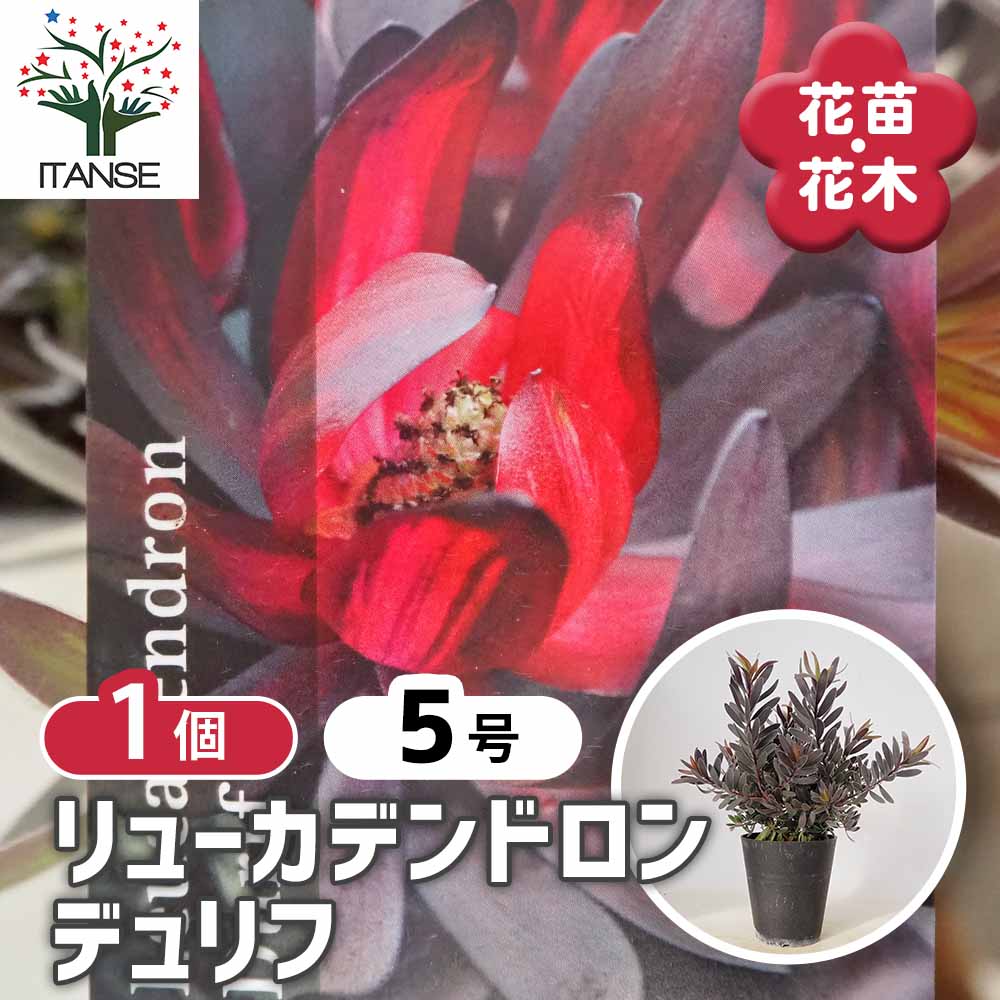 リューカデンドロン デュリフ 【花木苗 5号／1個売り】｜ 【植物の