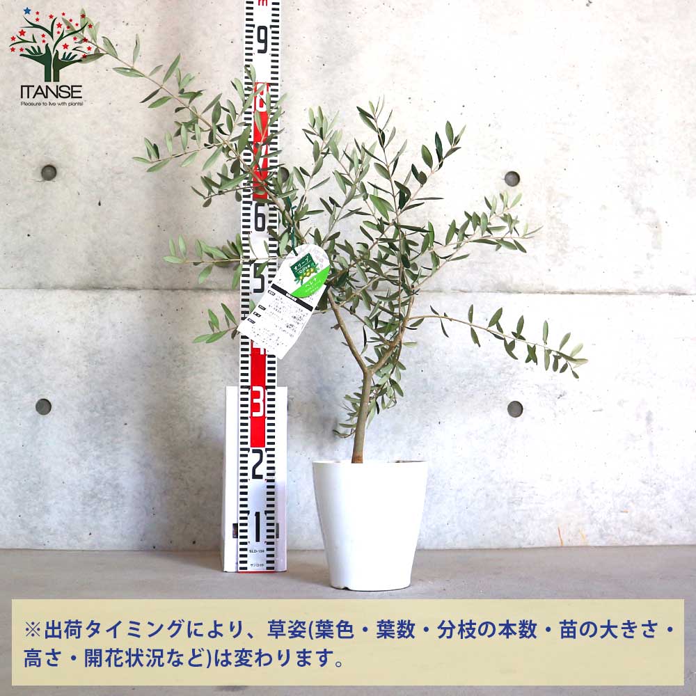 オリーブの苗木 品種：ヘレナ【果樹の苗木 6号白テーパード鉢 Mサイズ／1個売り】