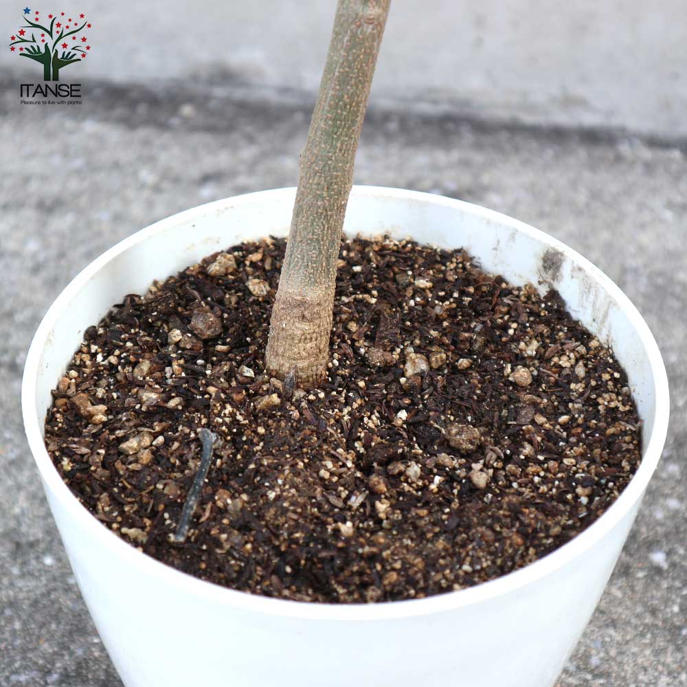 オリーブの苗木 品種：ヘレナ【果樹の苗木 6号白テーパード鉢 Mサイズ／1個売り】