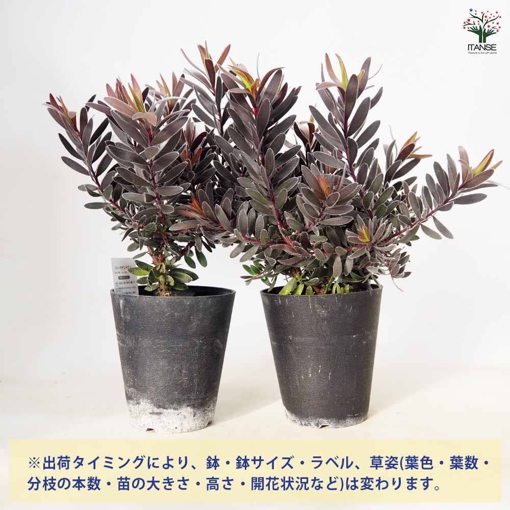 リューカデンドロン デュリフ 【花木苗 5号／1個売り】｜ 【植物の