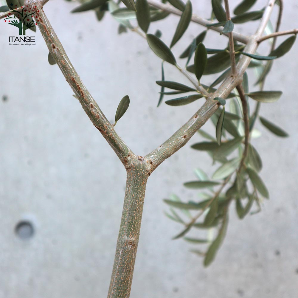 オリーブの苗木 品種：ヘレナ【果樹の苗木 6号白テーパード鉢 Mサイズ／1個売り】