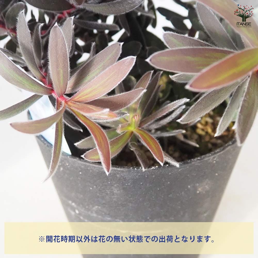 リューカデンドロン デュリフ 【花木苗 5号／1個売り】｜ 【植物の
