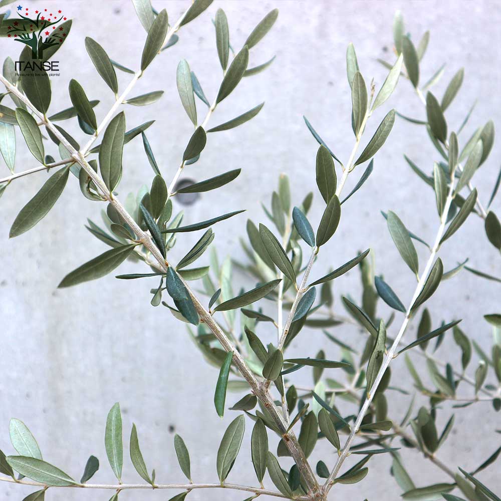 オリーブの苗木 品種：ヘレナ【果樹の苗木 6号白テーパード鉢 Mサイズ／1個売り】