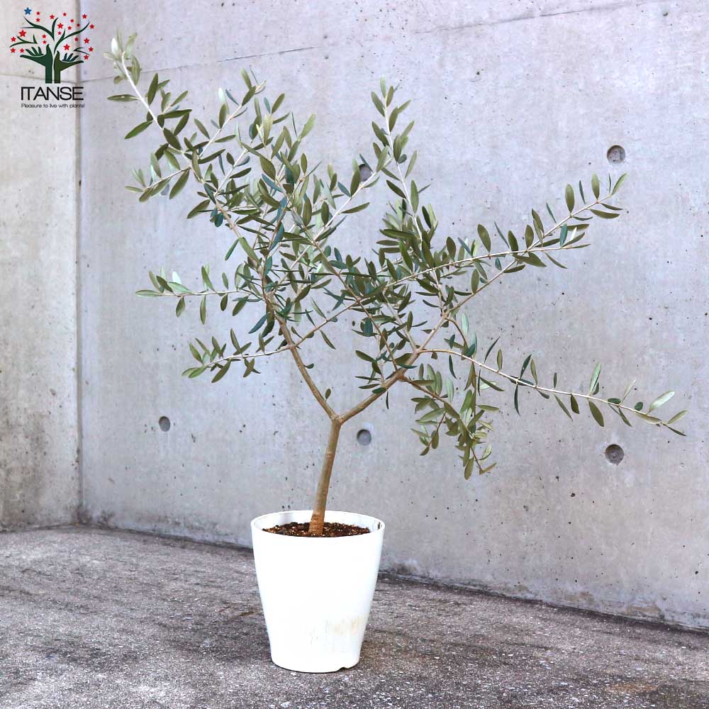 オリーブの苗木 品種：ヘレナ【果樹の苗木 6号白テーパード鉢 Mサイズ／1個売り】