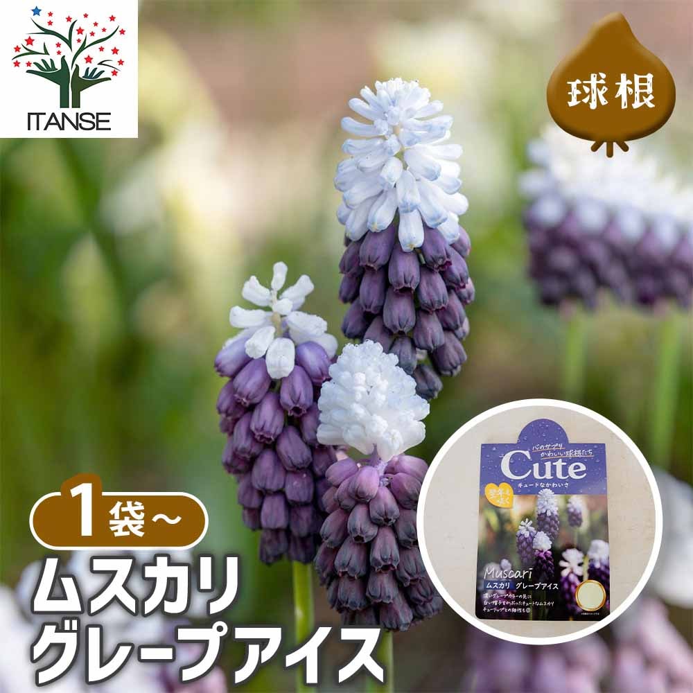 球根 ムスカリ グレープアイス[Cute シリーズ] 【 花球根 4球