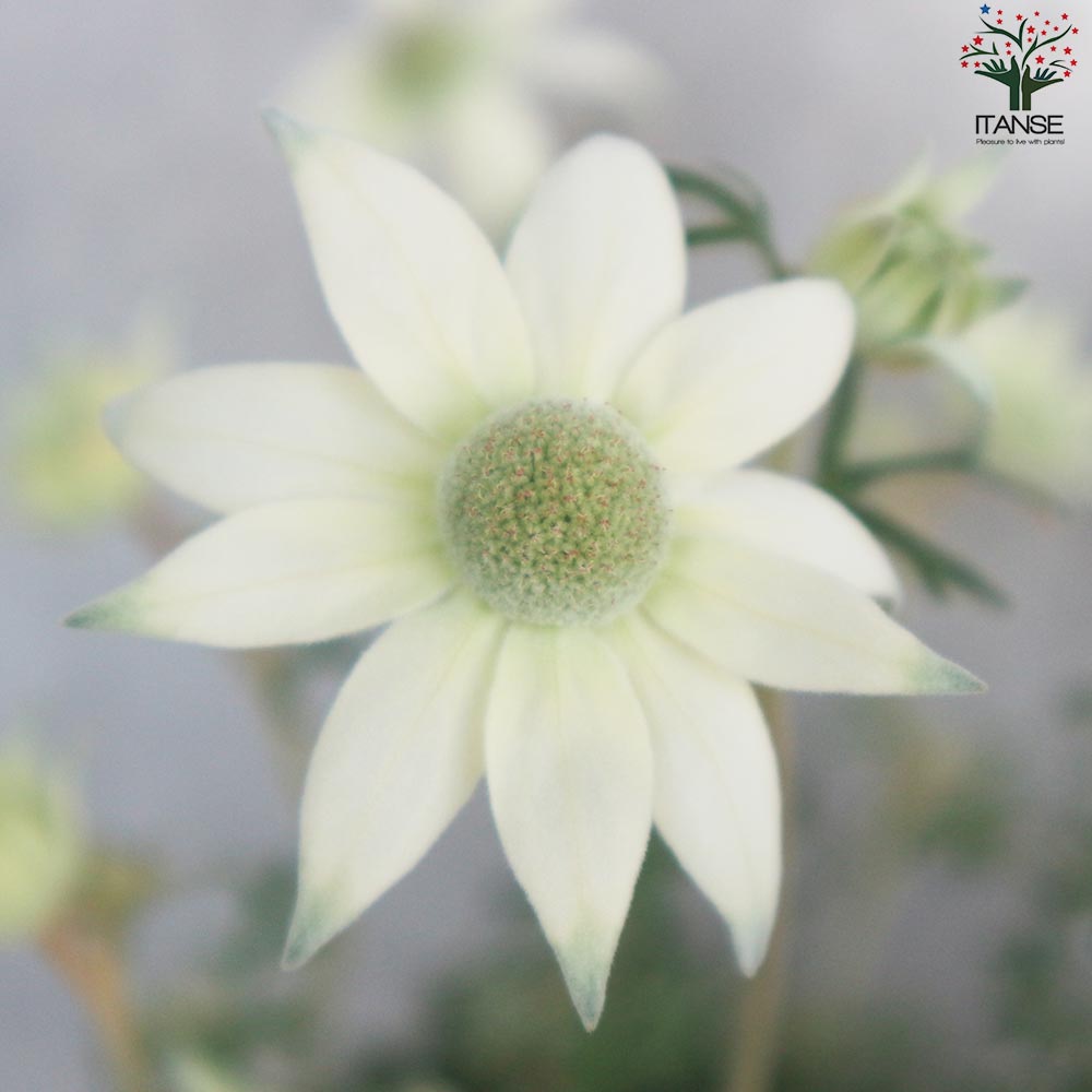 フランネルフラワー ハニーホイップ【花苗 6号鉢／1個売り】｜ 【植物