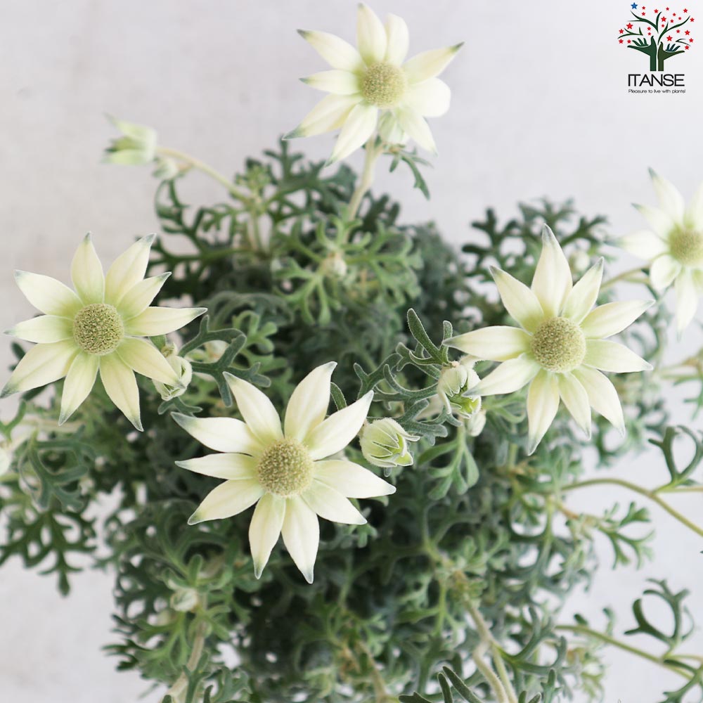 フランネルフラワー ハニーホイップ【花苗 6号鉢／1個売り】｜ 【植物