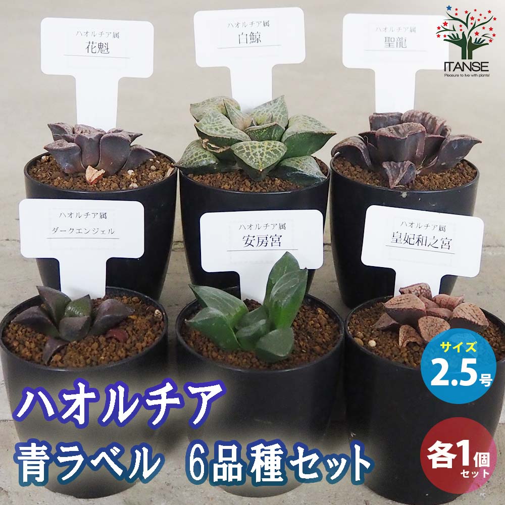 多肉植物セット 青色とグレーの鉢*6 多肉植物セット 青色とグレーの鉢*6 ハンドメイド 多肉植物寄せ
