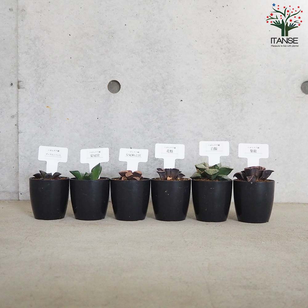 多肉植物セット 青色とグレーの鉢*6 ハオルチア 青セット(6種・各1個セット)【多肉植物 2.5号鉢