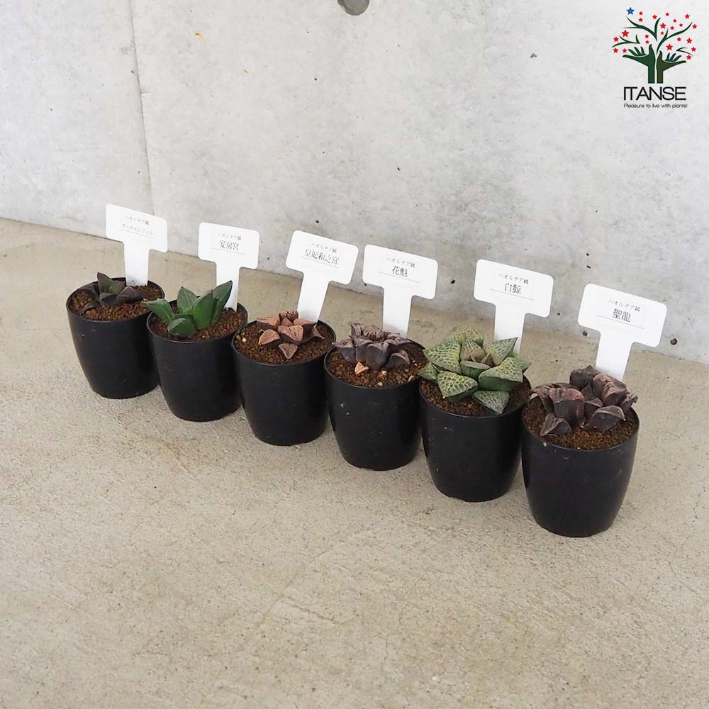 ハオルチア 青セット(6種・各1個セット)【多肉植物 2.5号鉢／お買い得6