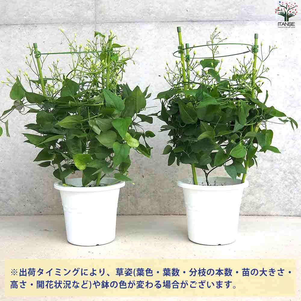 木立クレマチス 仙人草 【花苗 5号ポット】｜ 【植物のITANSE