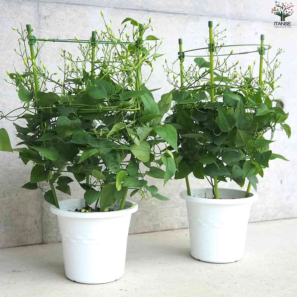 木立クレマチス 仙人草 【花苗 5号ポット】｜ 【植物のITANSE