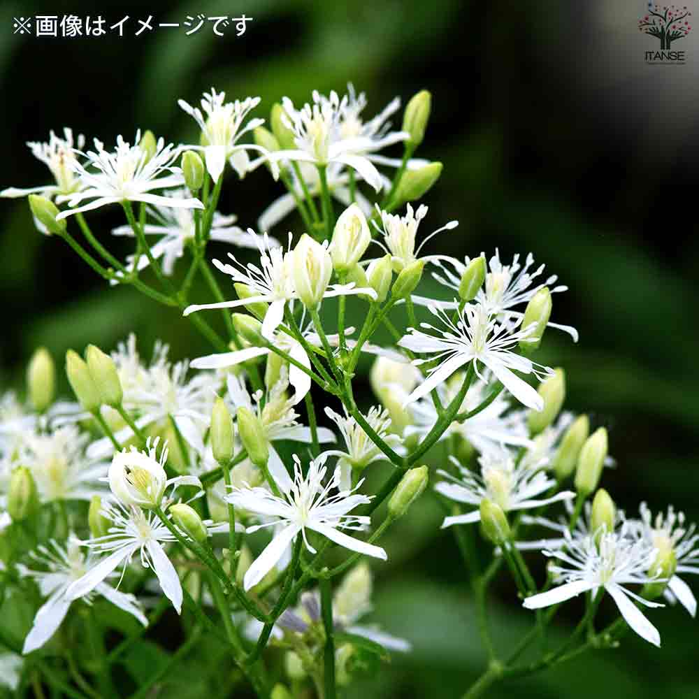 植木 生産者直送『観葉植物』超レア品種『塊根・多肉植物』第3弾入荷