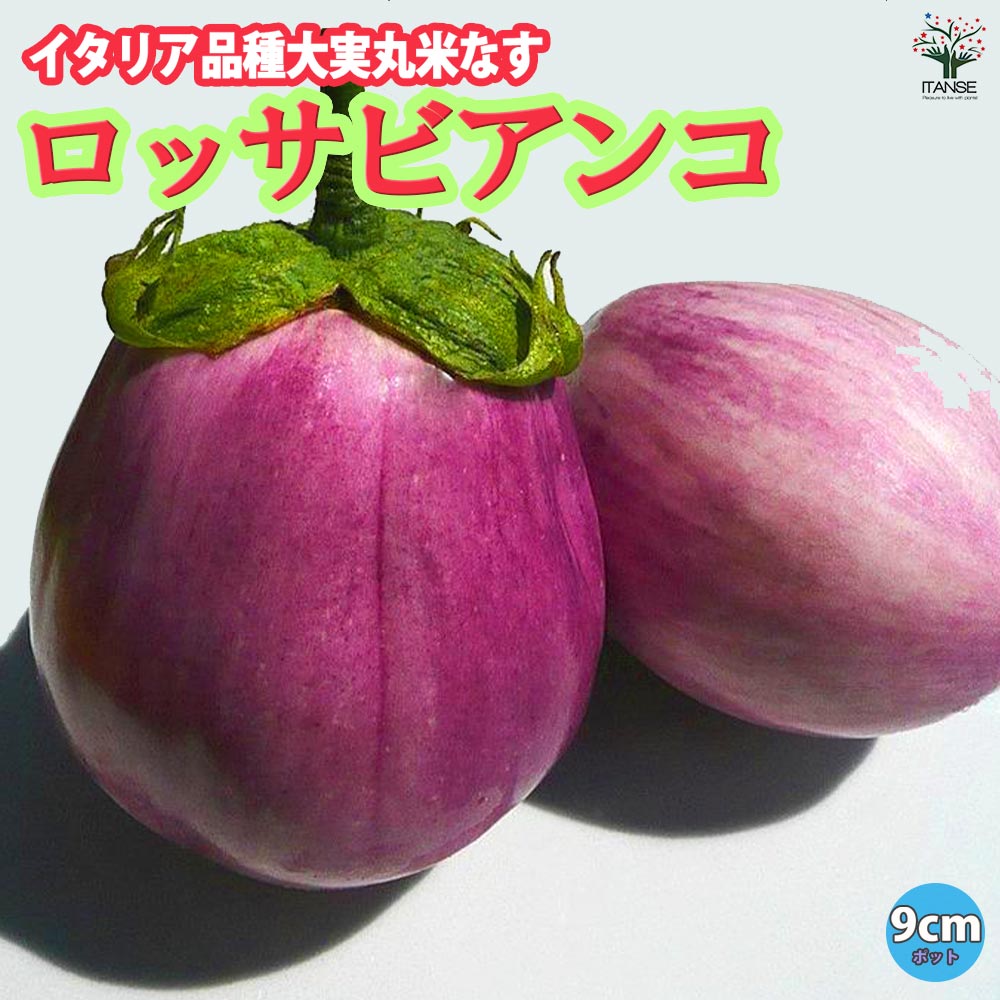 ロッサビアンコ(イタリア品種大実丸米なす)2個～【9cmポット自根苗】