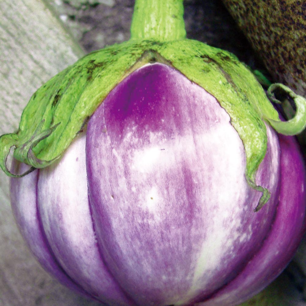 ロッサビアンコ(イタリア品種大実丸米なす)2個～【9cmポット自根苗】