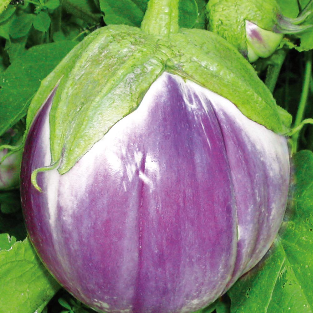 ロッサビアンコ(イタリア品種大実丸米なす)2個～【9cmポット自根苗】