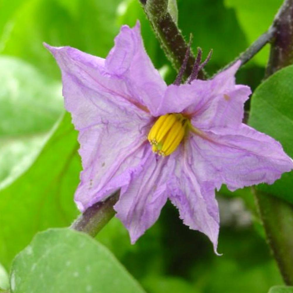 ロッサビアンコ(イタリア品種大実丸米なす)2個～【9cmポット自根苗】