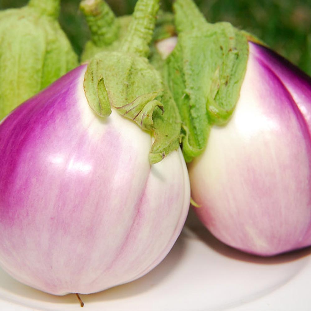 ロッサビアンコ(イタリア品種大実丸米なす)2個～【9cmポット自根苗】