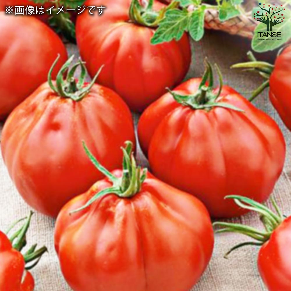 トマト ルガンティーノ 自根苗2個～【野菜の苗 10.5cmポット