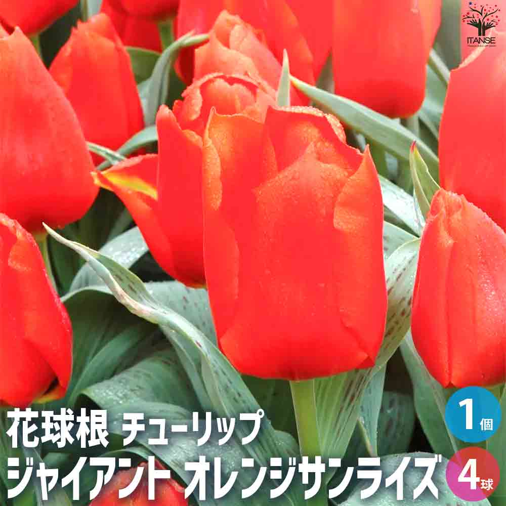 球根 ジャイアント オレンジサンライズ 【花苗 ／お買い得4球セット】