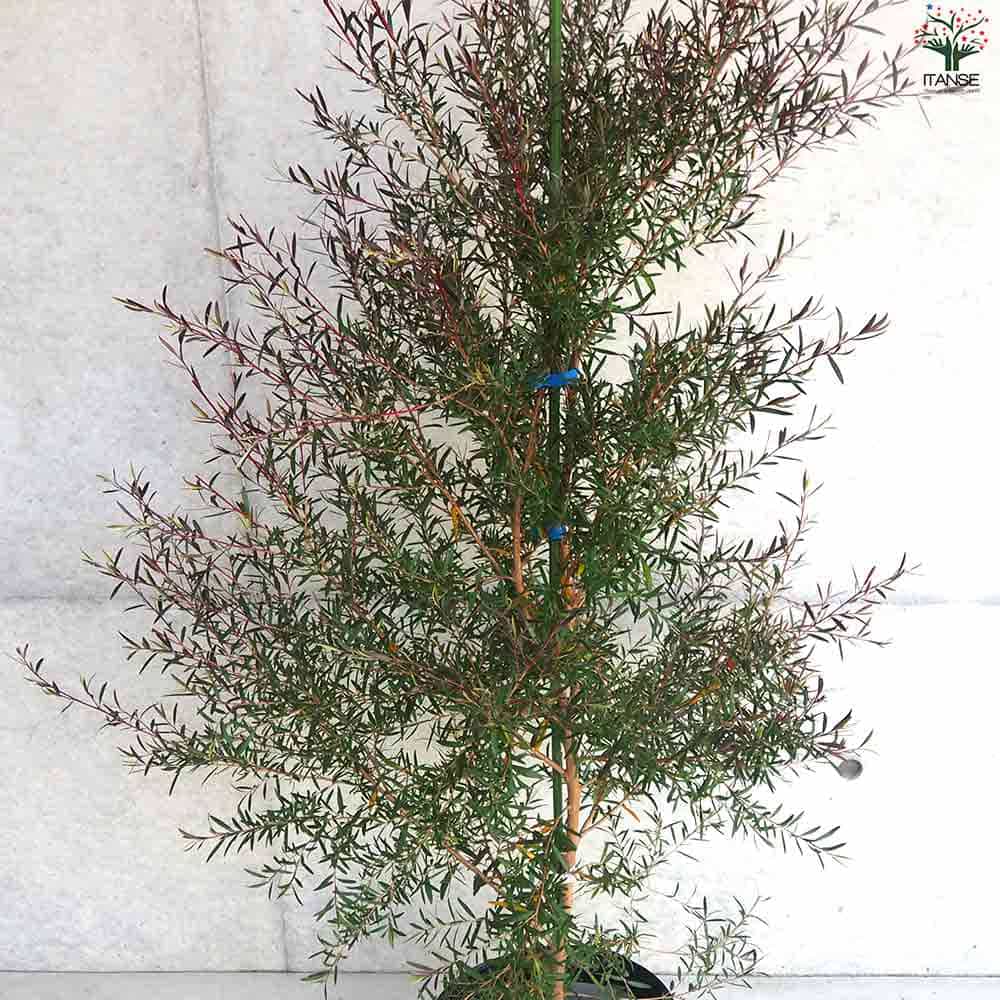 レプトスペルマム カッパーグロウ 【庭木 9号ポット／1個売り