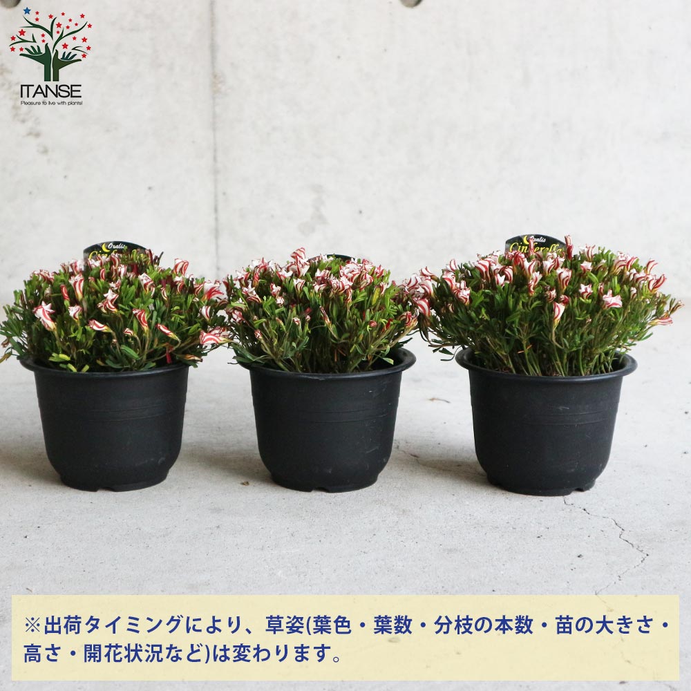 八重咲きオキザリス・シンデレラムーン 【花苗 4号鉢】｜ 【植物の