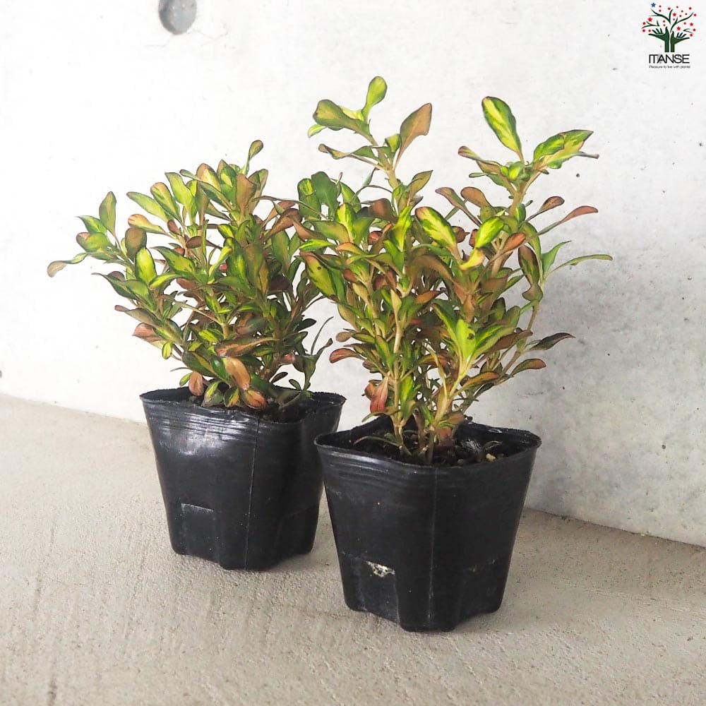 コプロスマ2個～【花苗 9cmポット】｜ 【植物のITANSE】全品送料