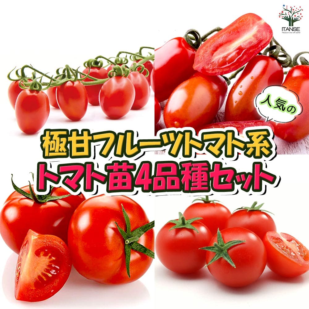人気の極甘フルーツトマト系トマト苗 4品種セット 品種：極旨フルーツミニトマト(プラム型)・フラガール・フルーツトマト(中玉)・フルーツミニトマト【野菜苗 9cmポット自根苗】