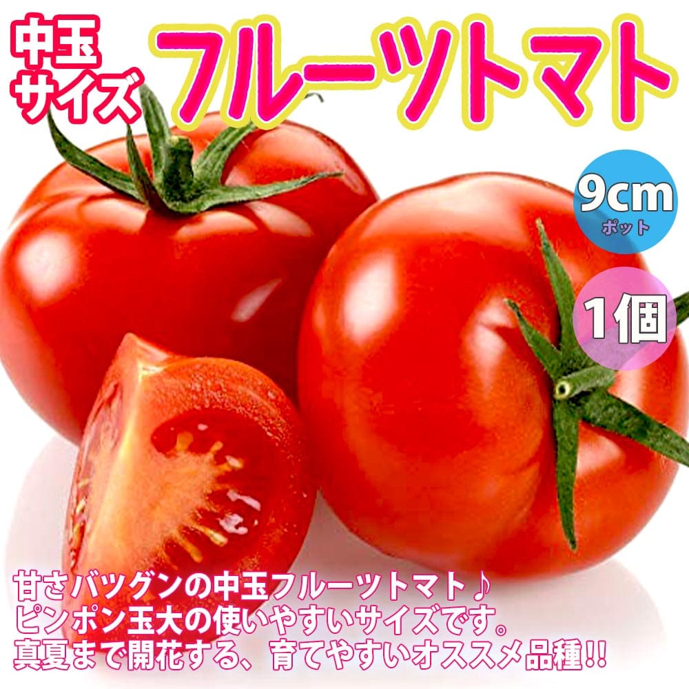 人気の極甘フルーツトマト系トマト苗 4品種セット 品種：極旨フルーツミニトマト(プラム型)・フラガール・フルーツトマト(中玉)・フルーツミニトマト【野菜苗 9cmポット自根苗】