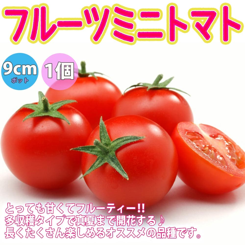 人気の極甘フルーツトマト系トマト苗 4品種セット 品種：極旨フルーツミニトマト(プラム型)・フラガール・フルーツトマト(中玉)・フルーツミニトマト【野菜苗 9cmポット自根苗】