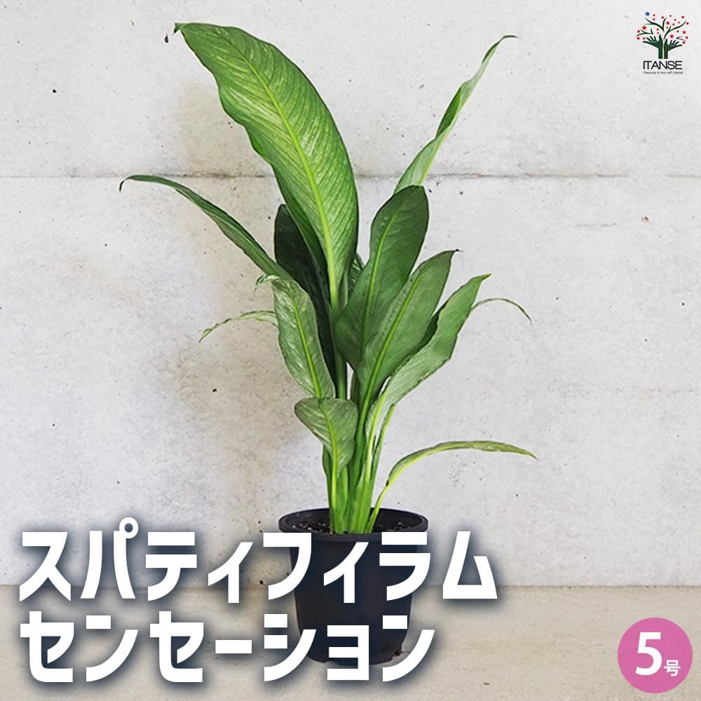 スパティフィラム センセーション 【観葉植物 5号鉢／1個売り】