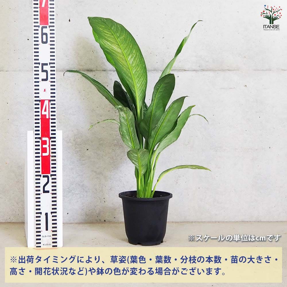 スパティフィラム センセーション 【観葉植物 5号鉢／1個売り】