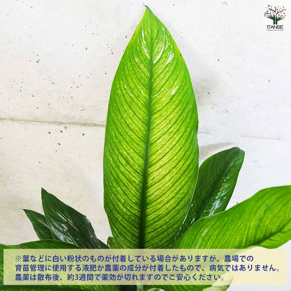 スパティフィラム センセーション 【観葉植物 5号鉢／1個売り】