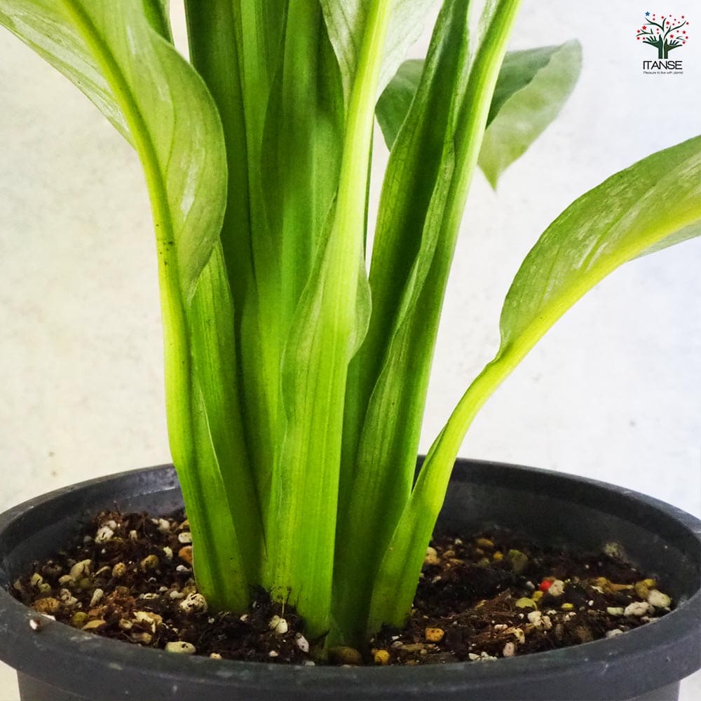 スパティフィラム センセーション 【観葉植物 5号鉢／1個売り】