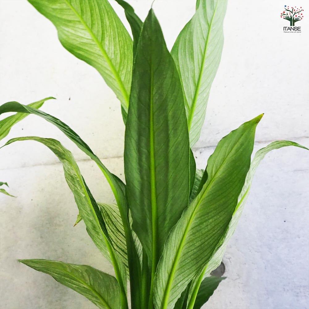 スパティフィラム センセーション 【観葉植物 5号鉢／1個売り】