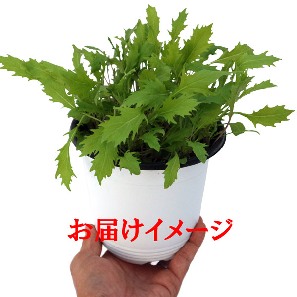 ”サラダ京水菜の大苗”繰り返し何回も収穫可能!!【野菜苗15cm硬質ポット大苗1個／肥料付き】
