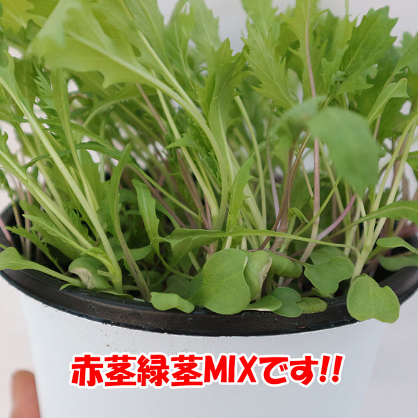 ”サラダ京水菜の大苗”繰り返し何回も収穫可能!!【野菜苗15cm硬質ポット大苗1個／肥料付き】