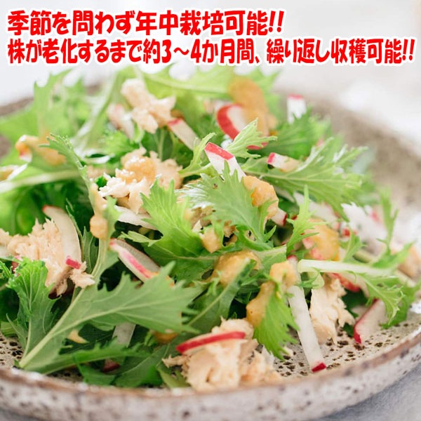 ”サラダ京水菜の大苗”繰り返し何回も収穫可能!!【野菜苗15cm硬質ポット大苗1個／肥料付き】