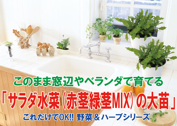 ”サラダ京水菜の大苗”繰り返し何回も収穫可能!!【野菜苗15cm硬質ポット大苗1個／肥料付き】