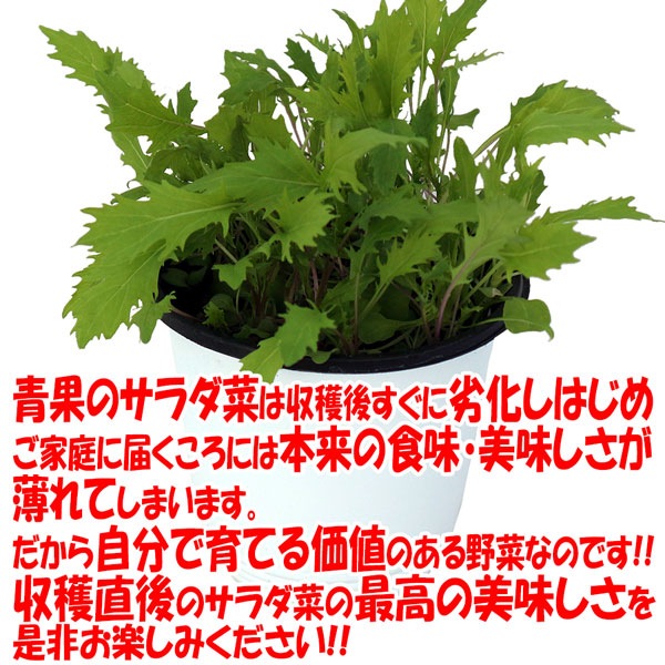 ”サラダ京水菜の大苗”繰り返し何回も収穫可能!!【野菜苗15cm硬質ポット大苗1個／肥料付き】