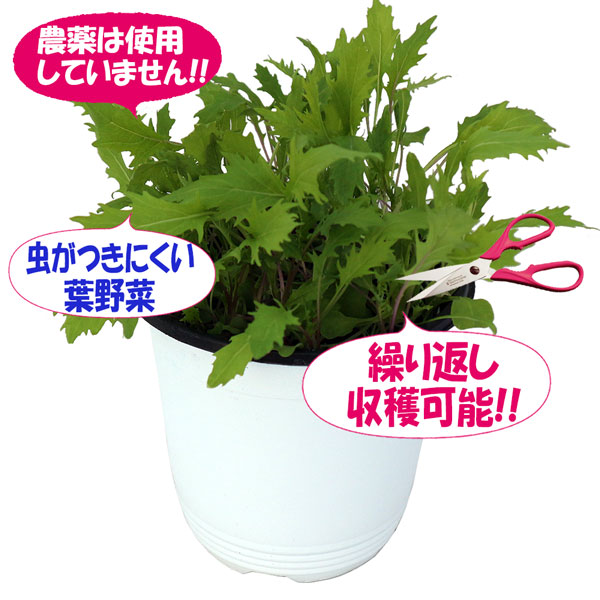 ”サラダ京水菜の大苗”繰り返し何回も収穫可能!!【野菜苗15cm硬質ポット大苗1個／肥料付き】