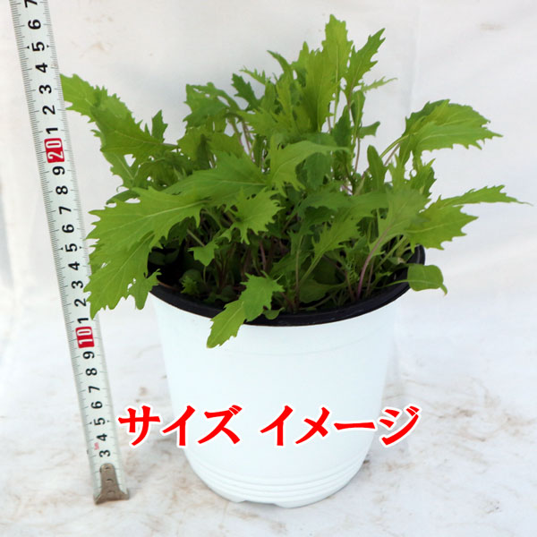”サラダ京水菜の大苗”繰り返し何回も収穫可能!!【野菜苗15cm硬質ポット大苗1個／肥料付き】