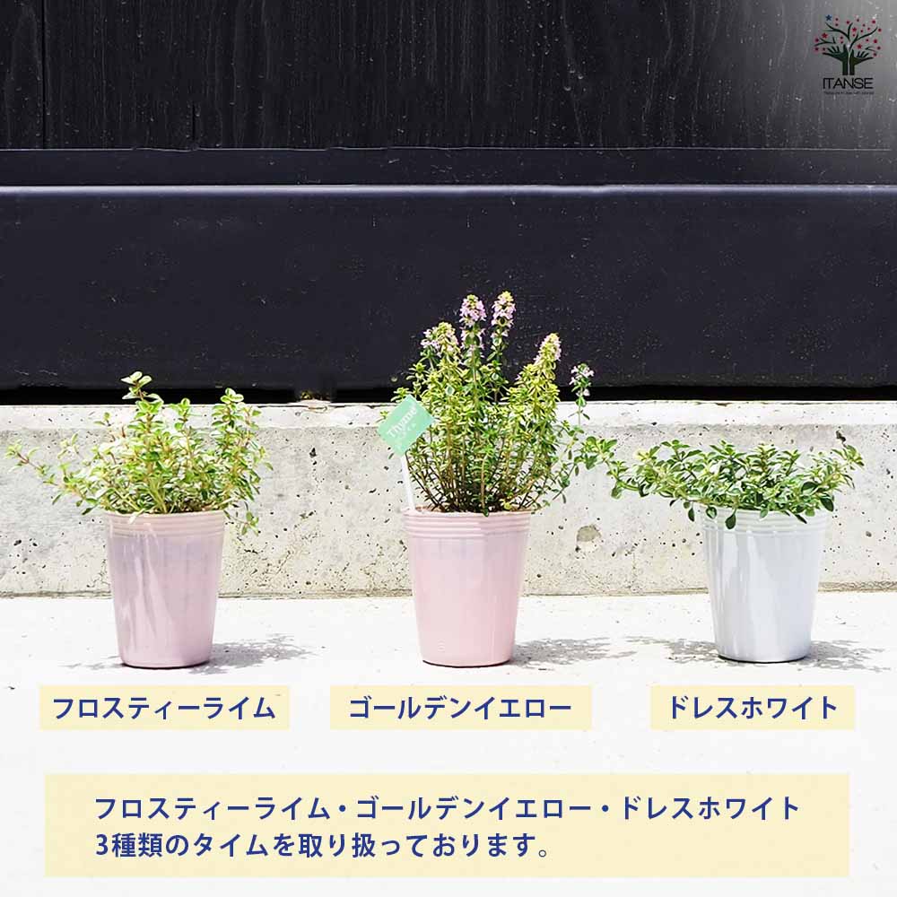 タイム フロスティーライム 2個～【ハーブの苗 2.5号ポット】｜ 【植物