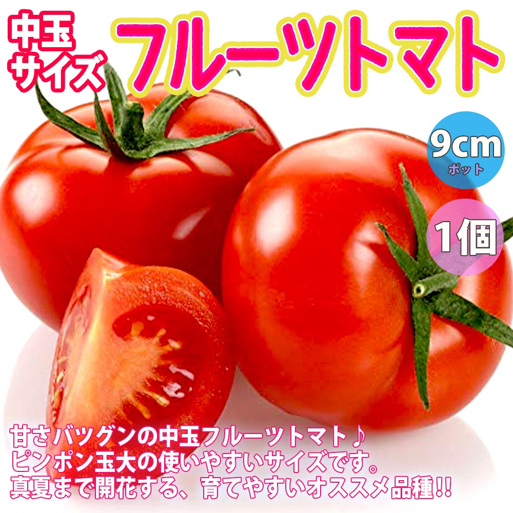 人気＆絶対オススメのトマト苗4品種各1個セット 品種：フルーツ