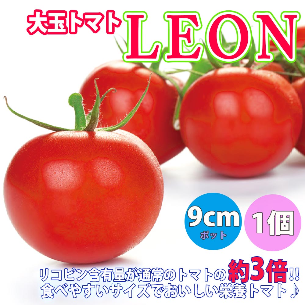 人気＆絶対オススメのトマト苗4品種各1個セット 品種：フルーツトマト(中玉)・レオン・ドルチェイエロー・ブラックチェリートマトリッチ【野菜苗 9cmポット自根苗 各1個/合計4個】